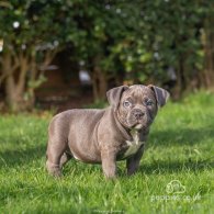 American Bulldog - Both