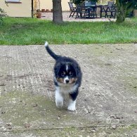 Australian Shepherd Dog - Dogs