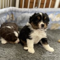 Australian Shepherd Dog - Dogs