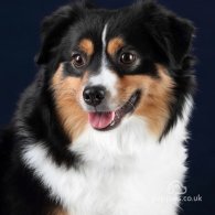 Australian Shepherd Dog - Dogs