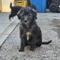 Bedlington Terrier - Both