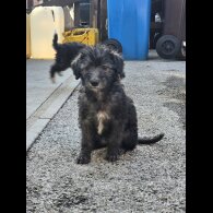 Bedlington Terrier - Both