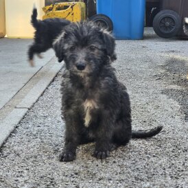 Bedlington Terrier - Both