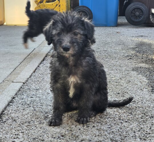 Bedlington Terrier