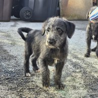 Bedlington Terrier - Both