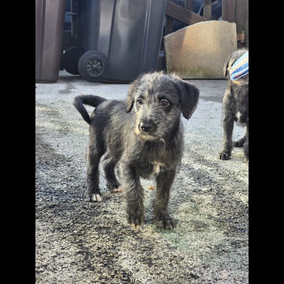 Bedlington Terrier - Both