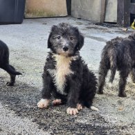 Bedlington Terrier - Both