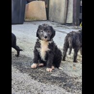 Bedlington Terrier - Both