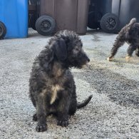 Bedlington Terrier - Both