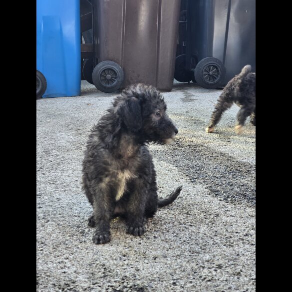 Bedlington Terrier - Both