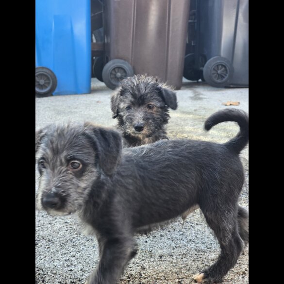 Bedlington Terrier - Both