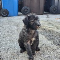 Bedlington Terrier - Both