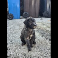 Bedlington Terrier - Both