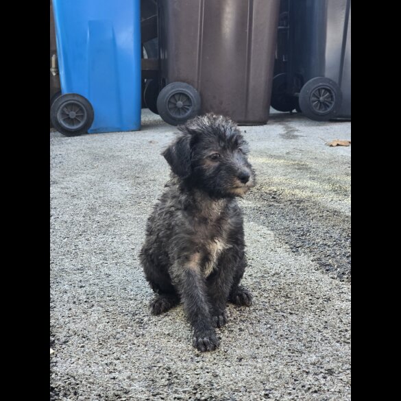 Bedlington Terrier - Both