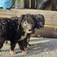 Bedlington Terrier - Both