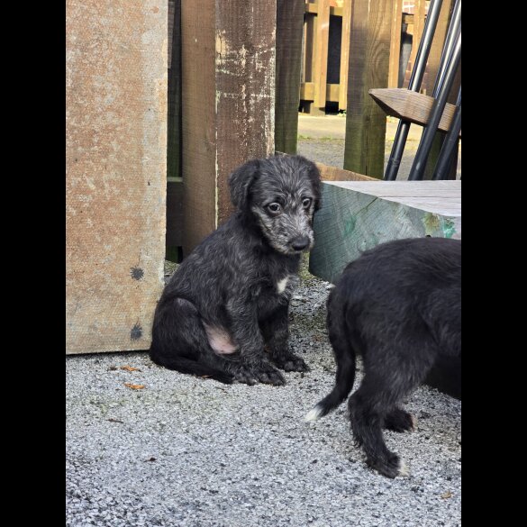 Bedlington Terrier - Both