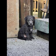 Bedlington Terrier - Both