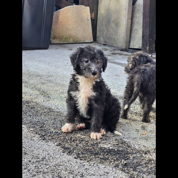 Bedlington Terrier - Both