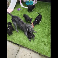 Bedlington Terrier - Both