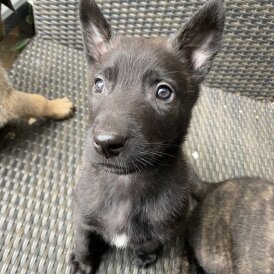 Belgian Shepherd Dog (Groenendael) - Both