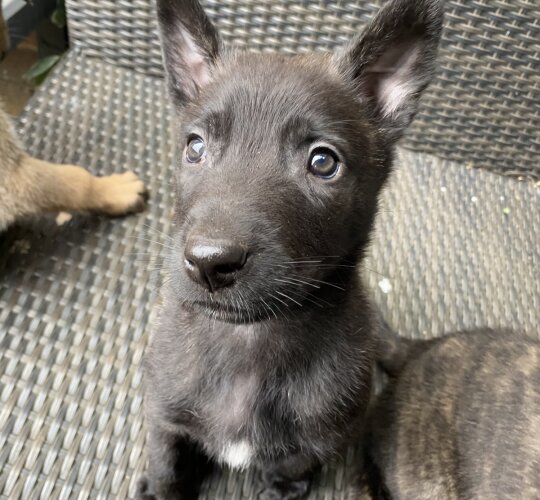 Belgian Shepherd Dog (Groenendael)