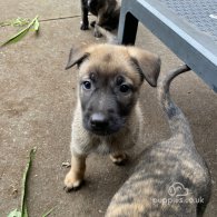 Belgian Shepherd Dog (Groenendael) - Both