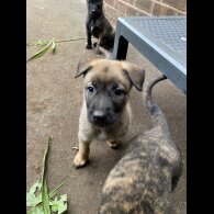 Belgian Shepherd Dog (Groenendael) - Both