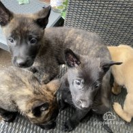 Belgian Shepherd Dog (Groenendael) - Both