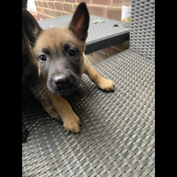 Belgian Shepherd Dog (Groenendael) - Both