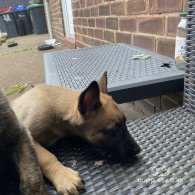 Belgian Shepherd Dog (Groenendael) - Both