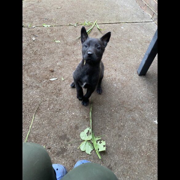 Belgian Shepherd Dog (Groenendael) - Both