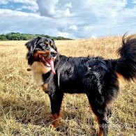 Bernese Mountain Dog - Dogs