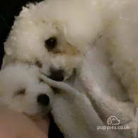 Bichon Frise - Both