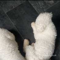 Bichon Frise - Both