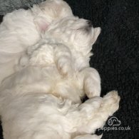 Bichon Frise - Both