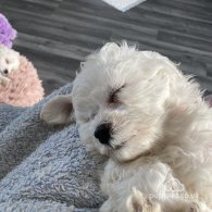 Bichon Frise - Both