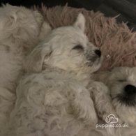 Bichon Frise - Both