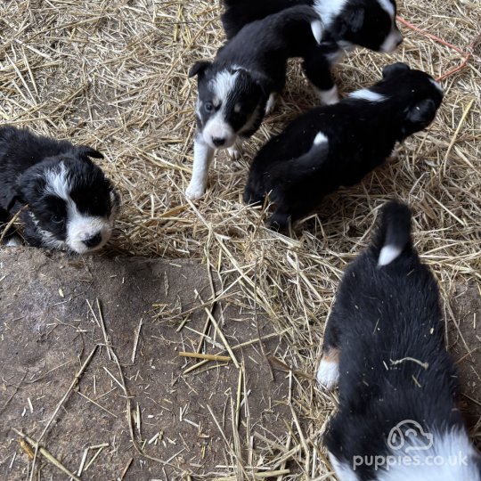 Border Collie - Both