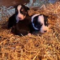 Border Collie - Both