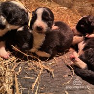 Border Collie - Both