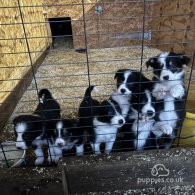 Border Collie - Both