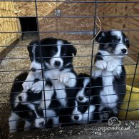 Border Collie - Both