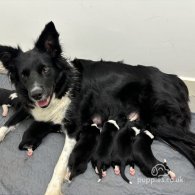 Border Collie - Both