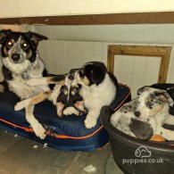 Border Collie - Dogs