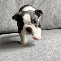 Boston Terrier - Bitches