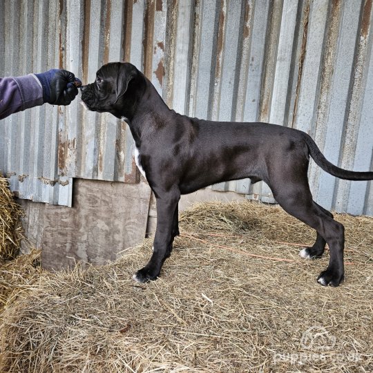 Boxer - Both