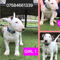 Bull Terrier - Both