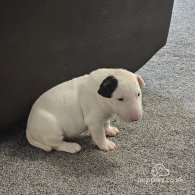 Bull Terrier - Both