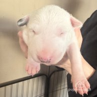 Bull Terrier - Both