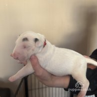 Bull Terrier - Both